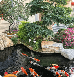 Thi công hồ cá Koi