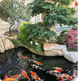 Thi công hồ cá Koi